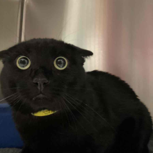Cat seeming scared in a kennel