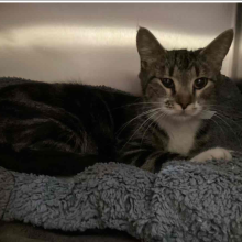 young female tabby DSH cat