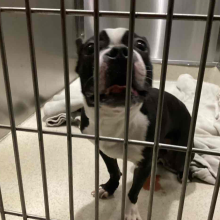 Dog looking at camera sitting on some blankets in a kennel