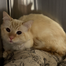Orange and Cream Male Medium Haired Cat 