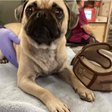 Dog laying on towels with med team staff and his harness next to him
