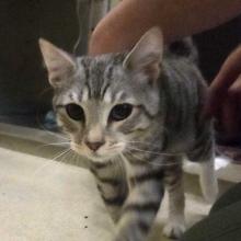 cat with med team staff walking towards camera on ground