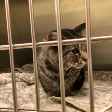 A male gray tabby. He has yellow eyes and a pink nose. 