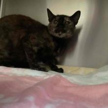 short haired tortie cat in a kennel