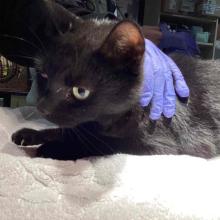 black cat on an exam table