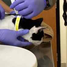 black and white cat