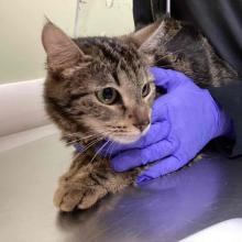 A gloved hand holds a small brown tabby. She has medium length hair and fur in her ears.