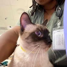 A short haired Siamese cat looking off-screen. He has long white whiskers and blue eyes, as well as a dark brown mask.