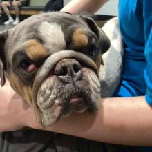 Tricolor Bulldog face, tan around eyes, gray/brown head, and white between eyes and around muzzle.