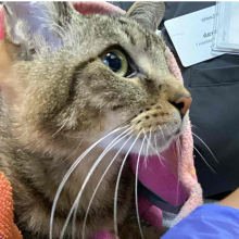 YOUNG FEMALE DSH TABBY CAT