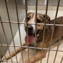 Dog laying and panting in kennel