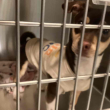 Dog standing wearing a sweater looking at thge camera in a kennel