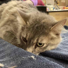 Cat with airplane ears on a towel