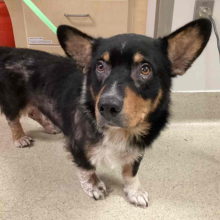 Dog standing on treatment floor 