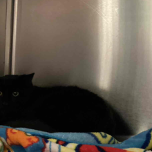 cat laying on some blankets in a kennel