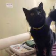 black cat approximately 3 years old 