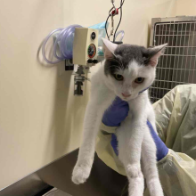 Young Male Intact Grey/White Domestic Shorthair