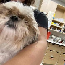 Dog being held