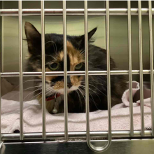 Cat in kennel