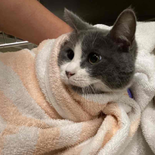 Cat wrapped in blankets with only head visable