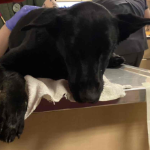 Black dog on table