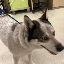 Cute akita dog