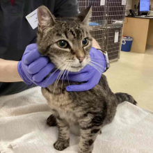 Brownish/grey and black female tabby 