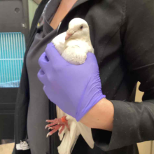 YOUNG MALE WHIITE PIGEON