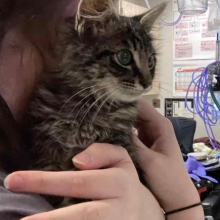 Kitten being held