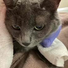 A gray cat wrapped in a towel. She has yellow/green eyes and 