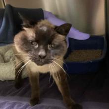 A shorthaired Siamese cat. She has long white whiskers, brown ears, and brown legs. 
