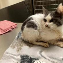 grey and white kitten on an exam table