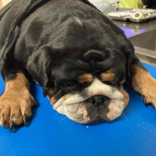 Black bulldog with brown paws