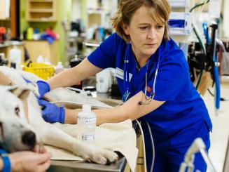 Dovelewis Emergency Veterinary Animal Hospital Open 24 7