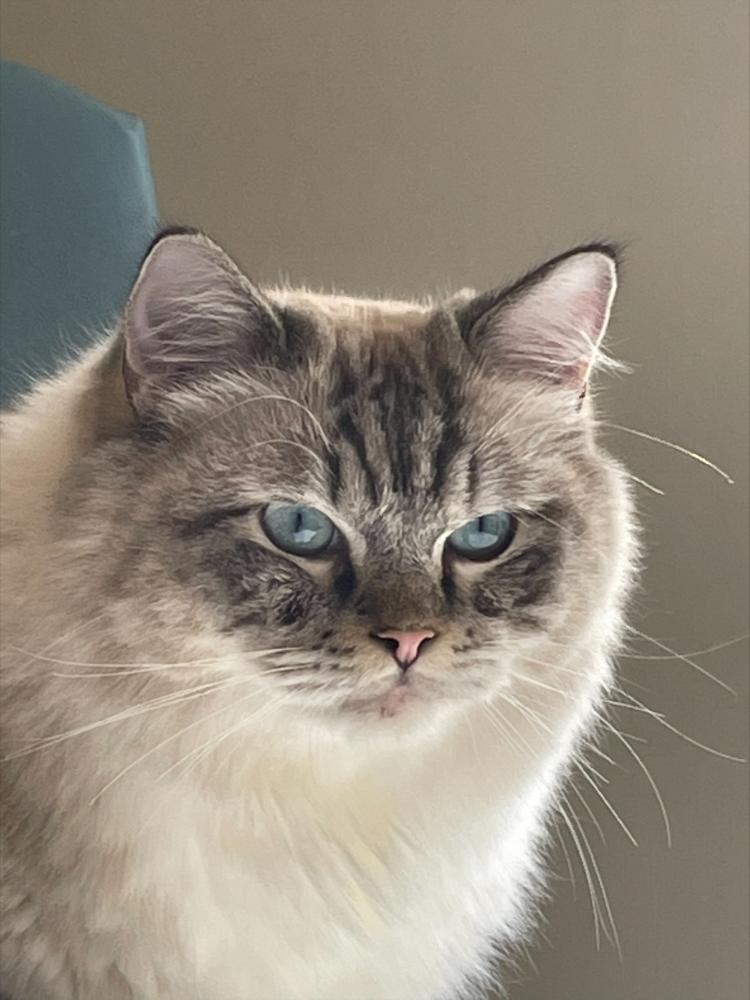 Cat with Skin Allergies