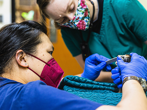 Technician Jobs in Veterinary Medicine