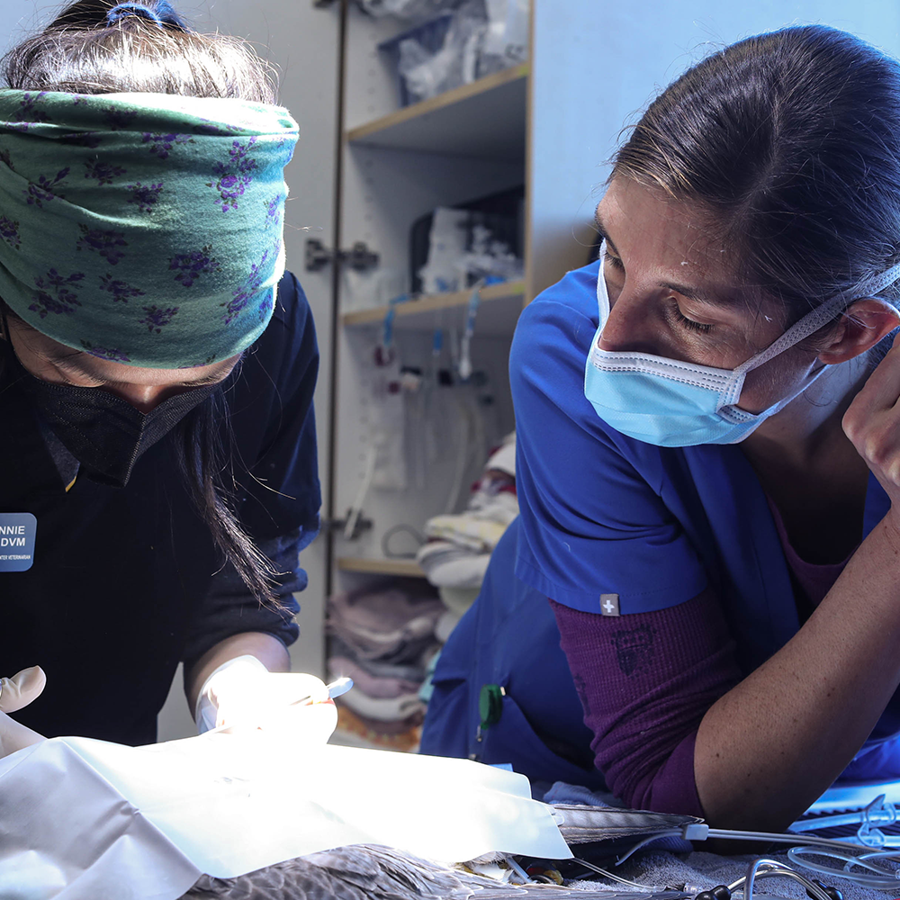 Exotic Care Training