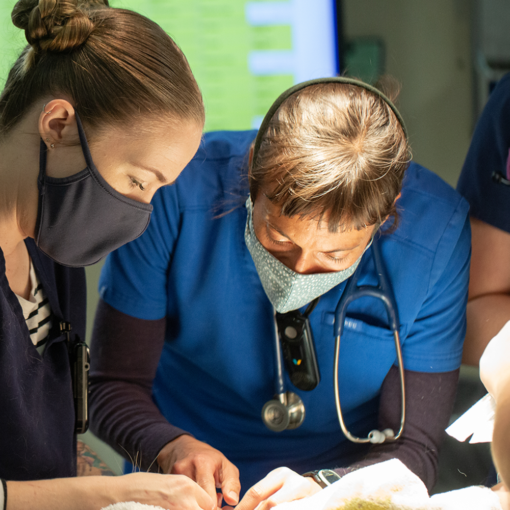 DoveLewis Veterinarian Trains Technician